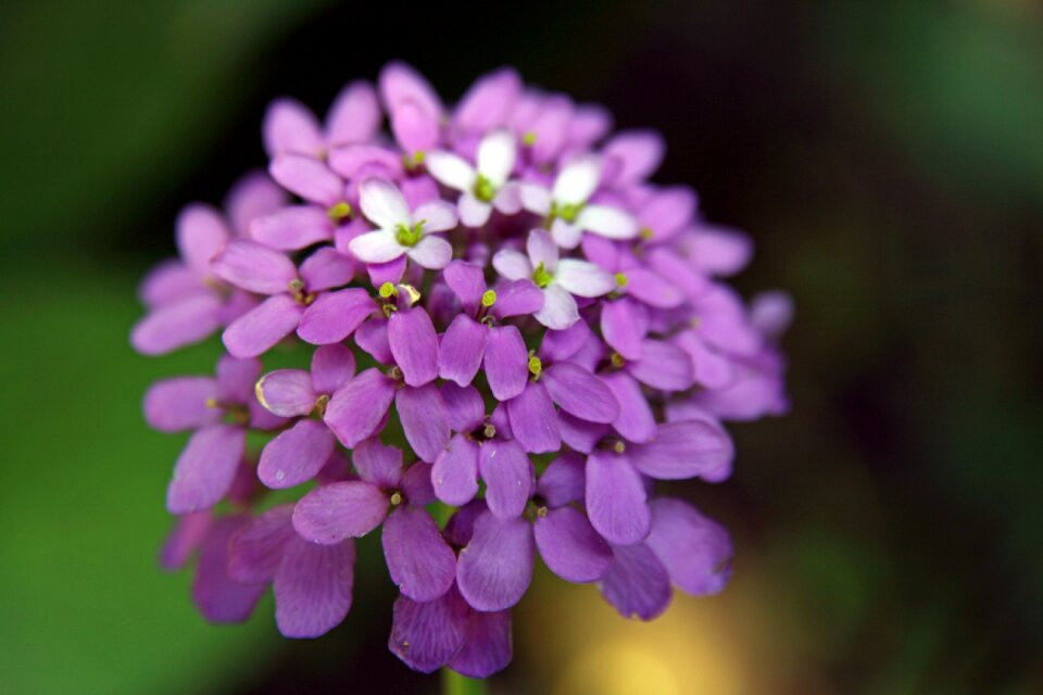 Purple flower nature floral