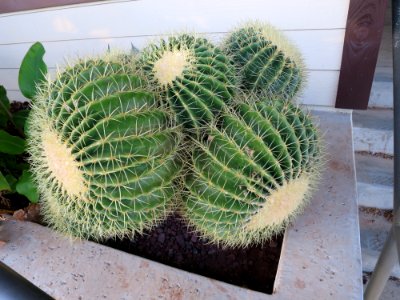 Cultivated barrel cactus at Hickam Harbor, Hawaii 