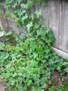 CucamelonPlant