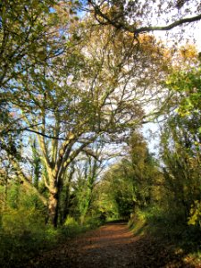 Cuckoo Trail at Hellingly