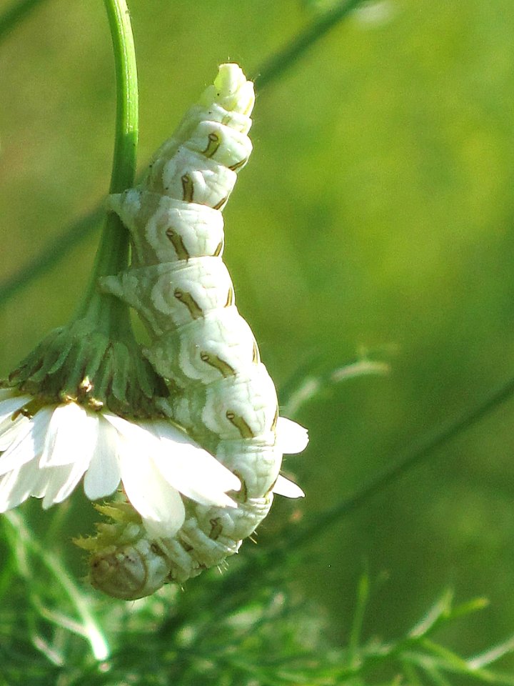 Cucullia chamomillae (Chamomile Shark) caterpillar, Arnhem, the Netherlands