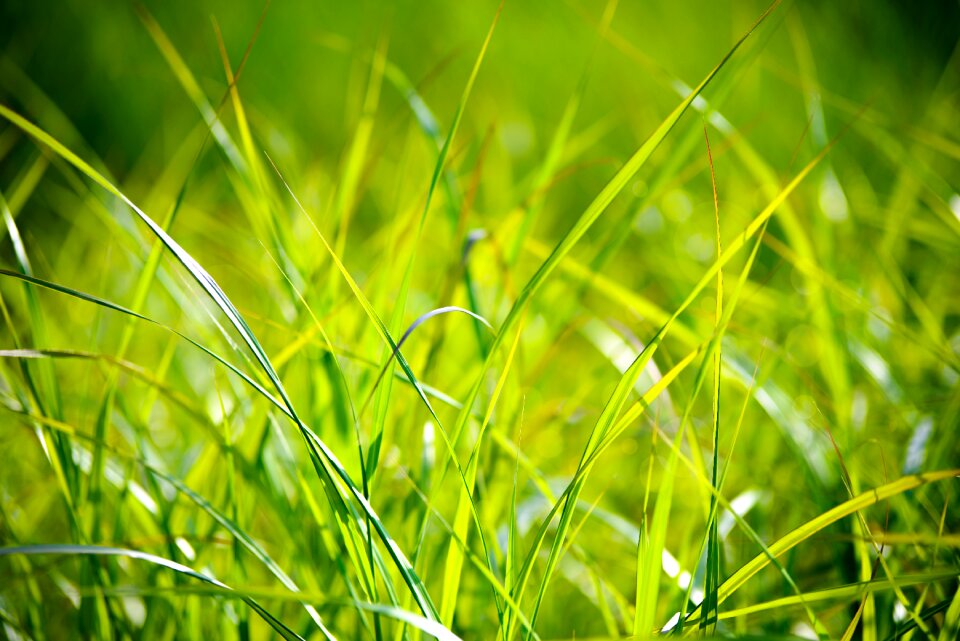 The sun sunny green