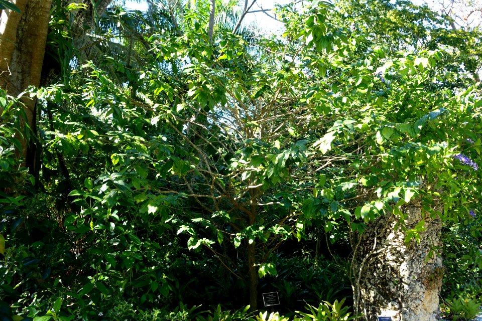 Cubanola domingensis - Naples Botanical Garden - Naples, Florida - DSC00087