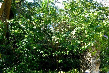 Cubanola domingensis - Naples Botanical Garden - Naples, Florida - DSC00087