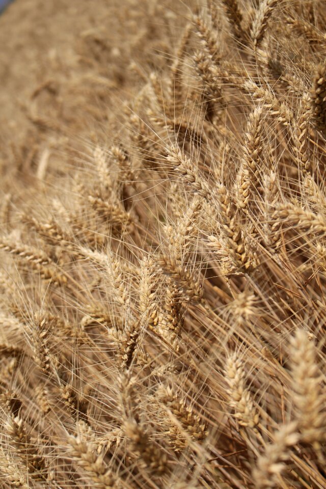 Wheatfield grain sowing