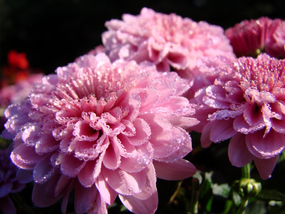 Blossom bloom color
