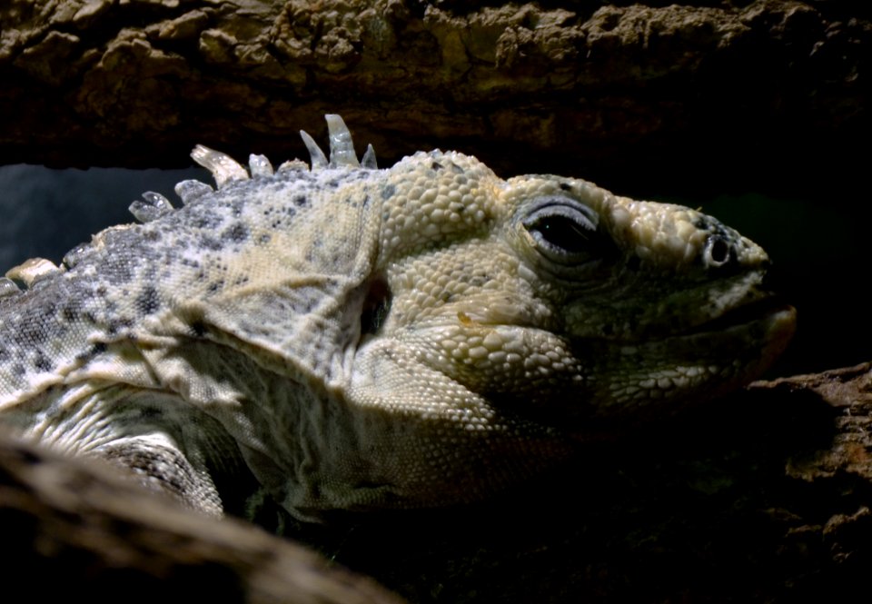 Ctenosaura bakeri Zoo Amneville 28 09 2014 1