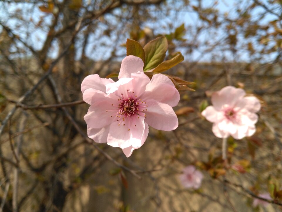 Malus halliana koehne rose mesh section apple belongs to