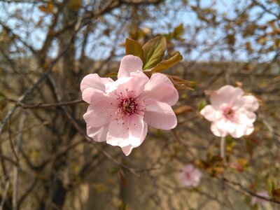 Malus halliana koehne rose mesh section apple belongs to