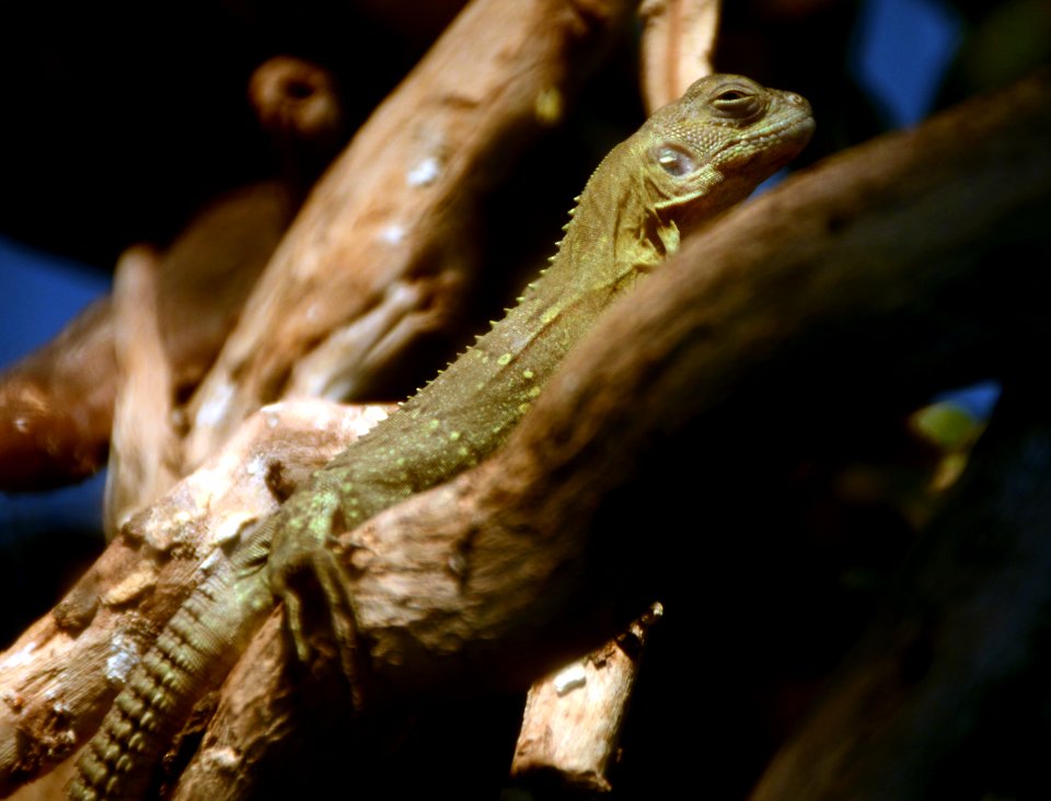 Ctenosaura palearis Vivarium Tournai 27122015 2