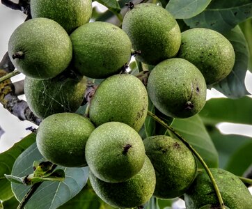 Walnuts harvest nuts