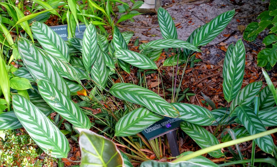 Ctenanthe oppenheimiana - Marie Selby Botanical Gardens - Sarasota, Florida - DSC01111