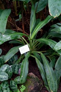 Ctenanthe compressa - Botanischer Garten - Heidelberg, Germany - DSC01163