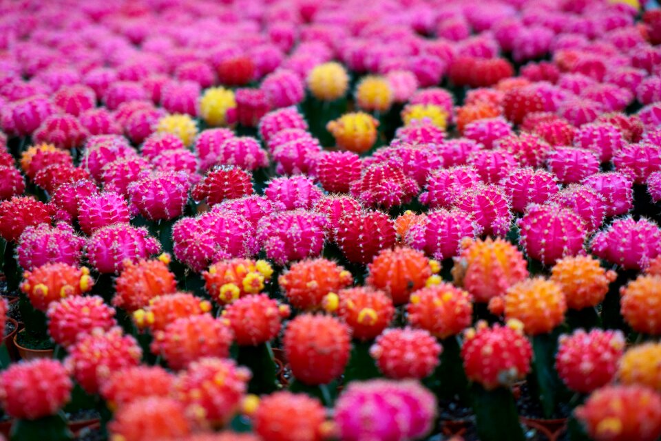 Flower needle nature