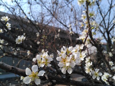 Apricot spring white apricot flowers photo