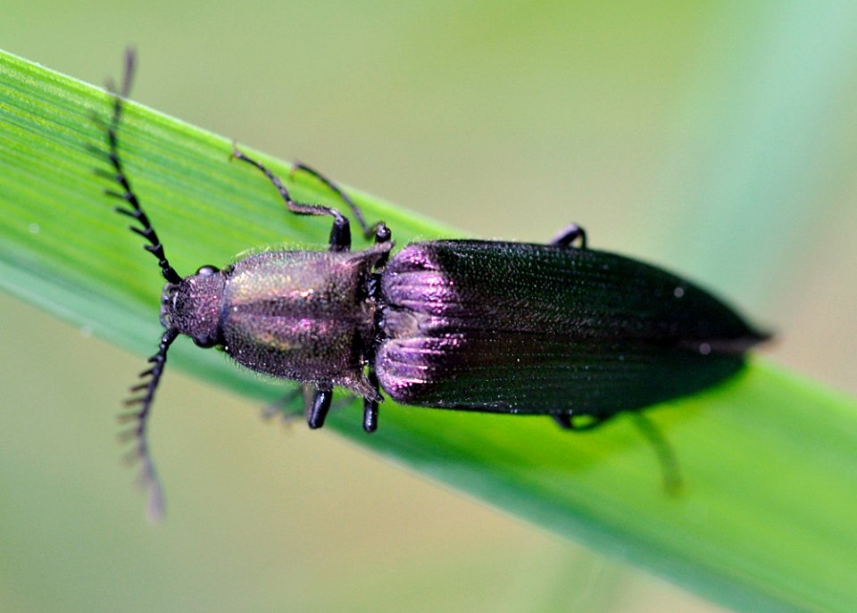 Ctenicera-cuprea-01-fws