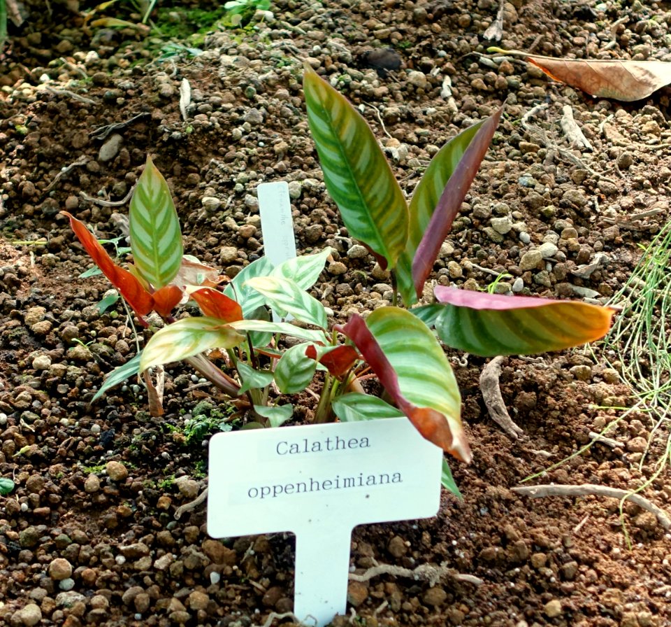 Ctenanthe oppenheimiana (Calathea oppenheimiana) - Shinjuku Gyo-en Greenhouse - Tokyo, Japan - DSC05761