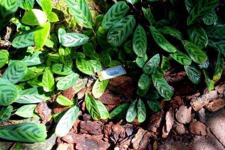 Ctenanthe burle-marxii - Marie Selby Botanical Gardens - Sarasota, Florida - DSC01023