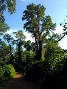 Croton Point Park forest path Summer 2014