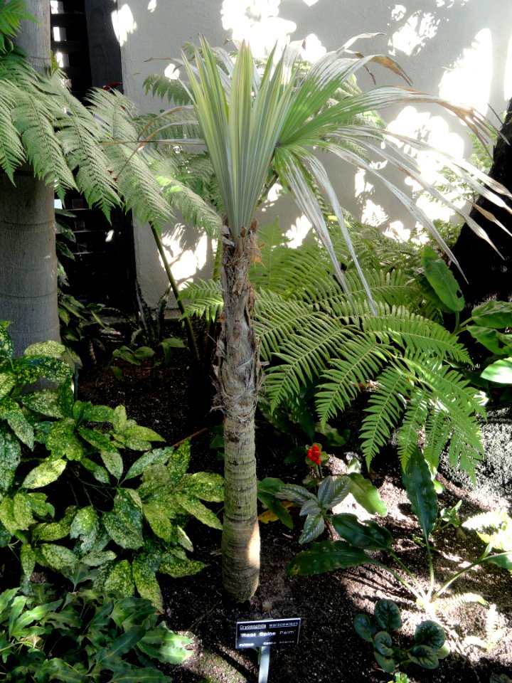 Cryosophila warscewiczii - Balboa Park Botanical Building - DSC06783