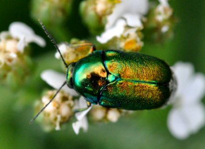 Cryptocephalus-sericeus-03-fws