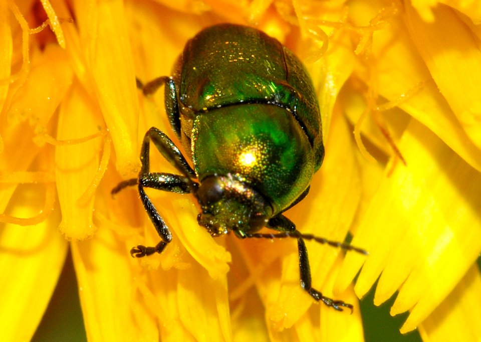 Cryptocephalus-sericeus-01-fws