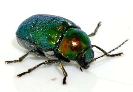Cryptocephalus-sericeus-11-fws