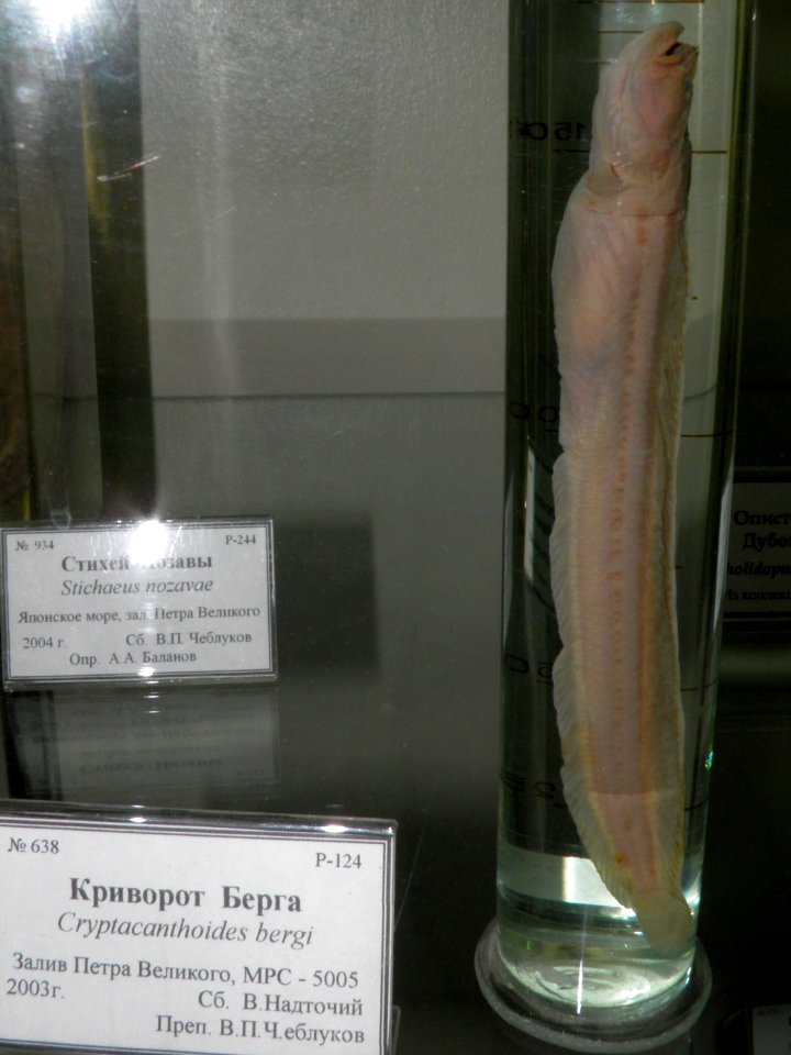 Cryptacanthodes bergi