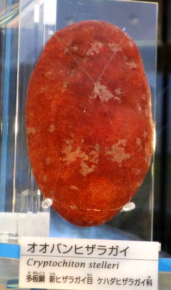 Cryptochiton stelleri - National Museum of Nature and Science, Tokyo - DSC06918