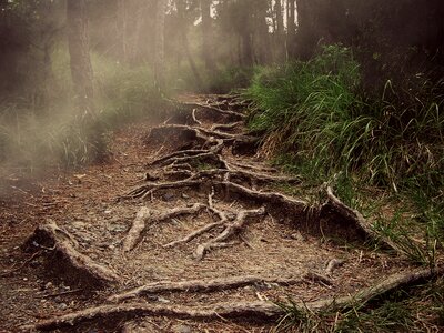 The haze forest horror