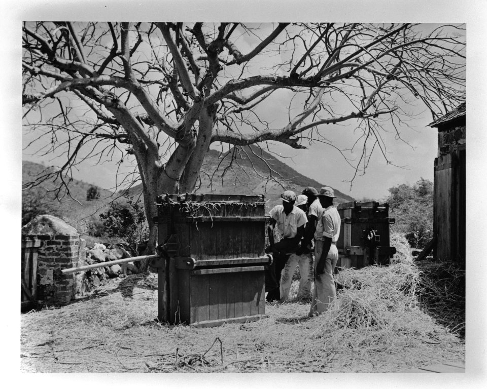 Cultivation of Hay. Landbouw op Sint-Maarten. Verwerken van suikerriet, Bestanddeelnr 935-1274