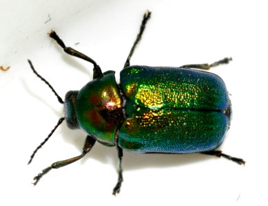 Cryptocephalus-sericeus-12-fws