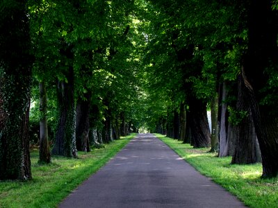 Nature green large trees photo