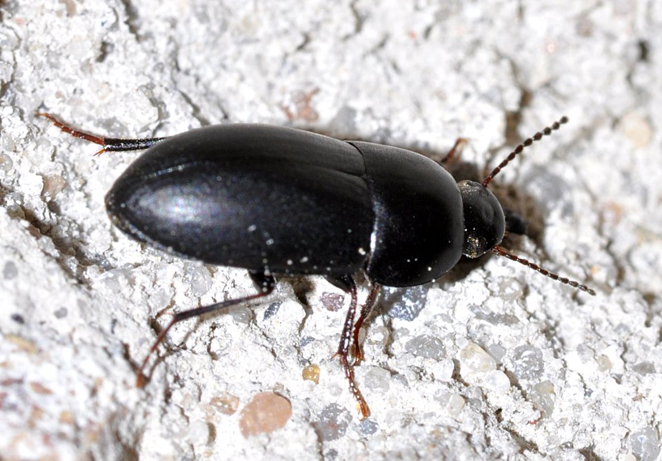 Crypticus-quisquilius-02-fws