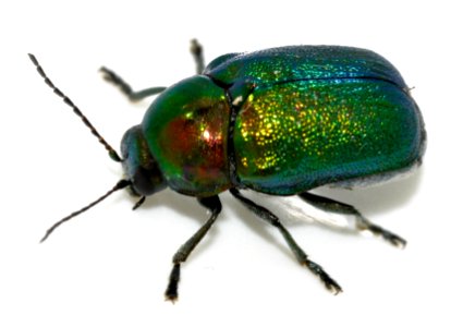 Cryptocephalus-sericeus-07-fws