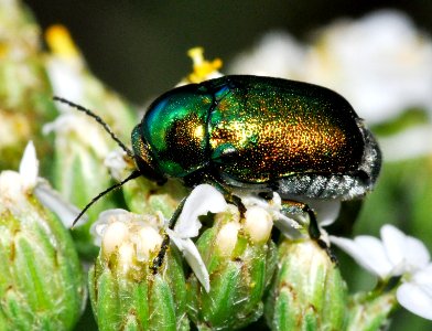 Cryptocephalus-sericeus-04-fws