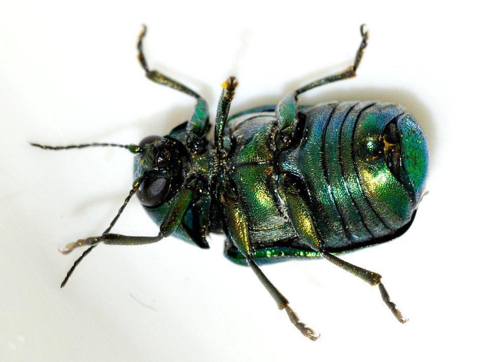 Cryptocephalus-sericeus-08-fws