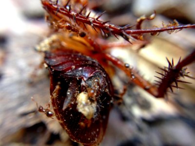 Cucaracha muerta y hormigas