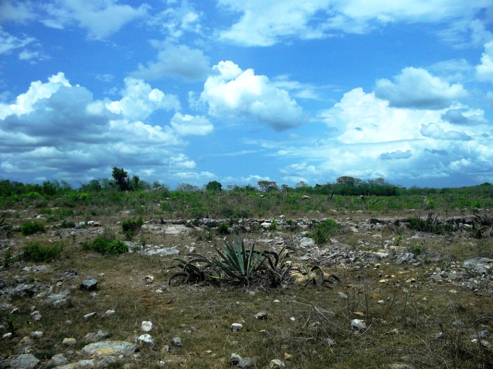 Cucá, Yucatán (08)