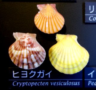 Cryptopecten vesiculosus - National Museum of Nature and Science, Tokyo - DSC06782
