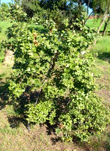 Cryptocarya alba - Jardín Botánico de Barcelona - Barcelona, Spain - DSC09299