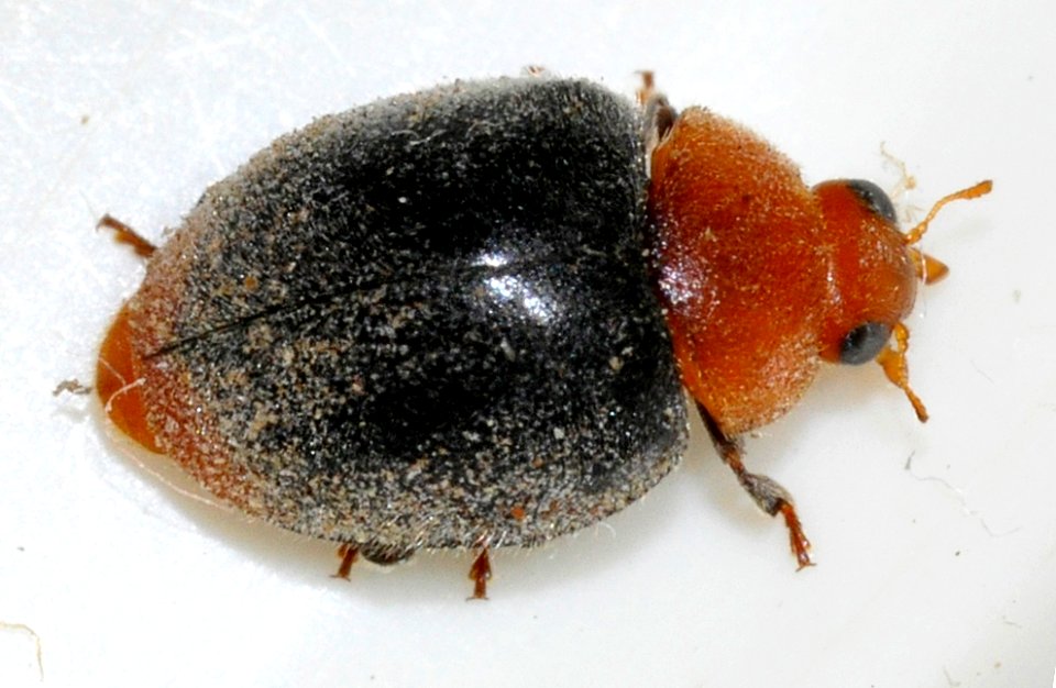 Cryptolaemus-montrouzieri-01-fws