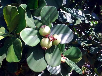 Cuba plant