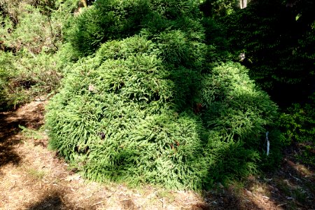 Cryptomeria japonica 'Globosa nana' - Stanley M. Rowe Arboretum - DSC03328