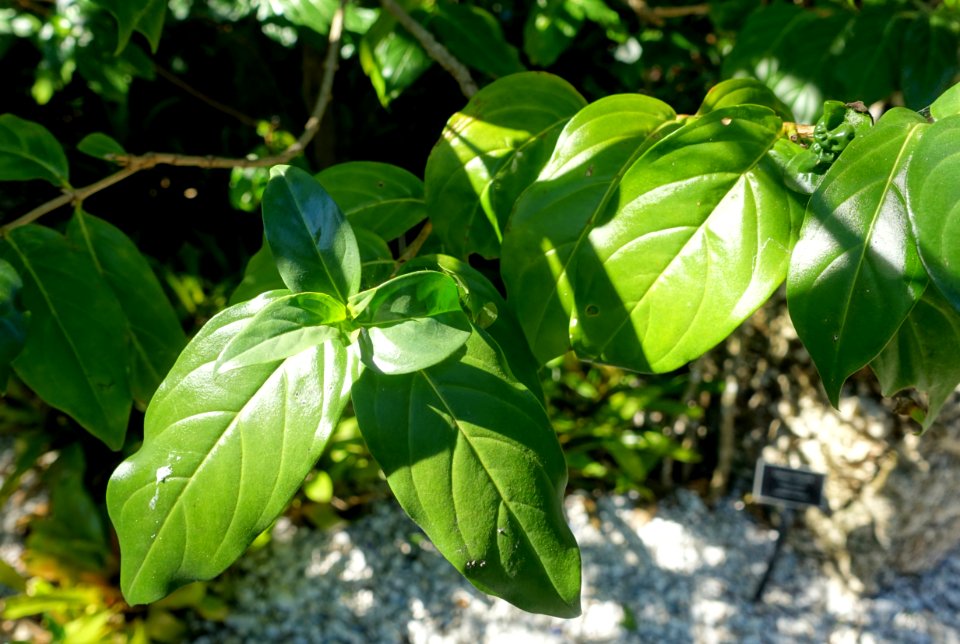 Cubanola domingensis - Naples Botanical Garden - Naples, Florida - DSC00090