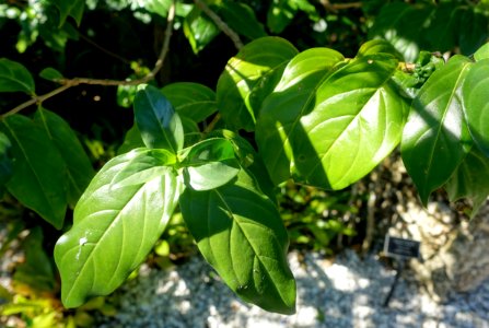 Cubanola domingensis - Naples Botanical Garden - Naples, Florida - DSC00090