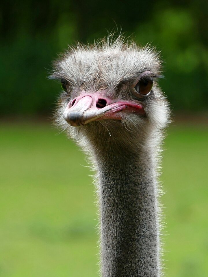 Flightless bird nature zoo