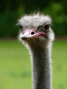 Flightless bird nature zoo