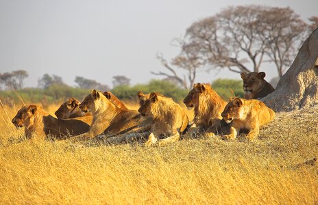 Predator pride wildlife