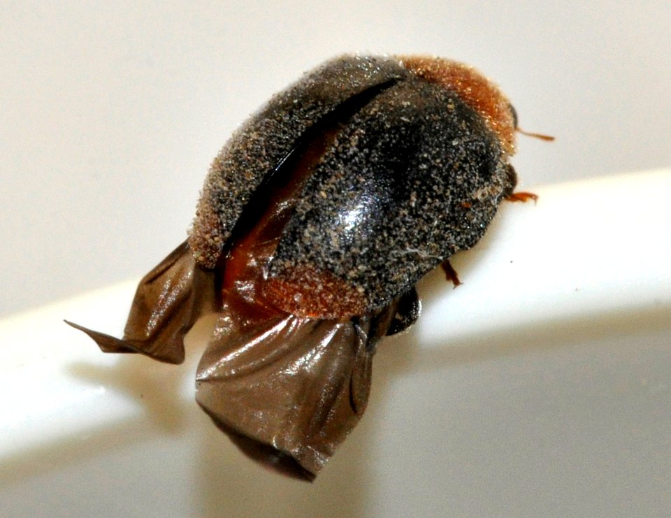 Cryptolaemus-montrouzieri-09-fws